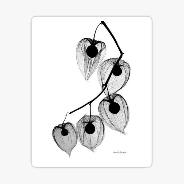 Floral Radiograph - Chinese Lantern Sticker