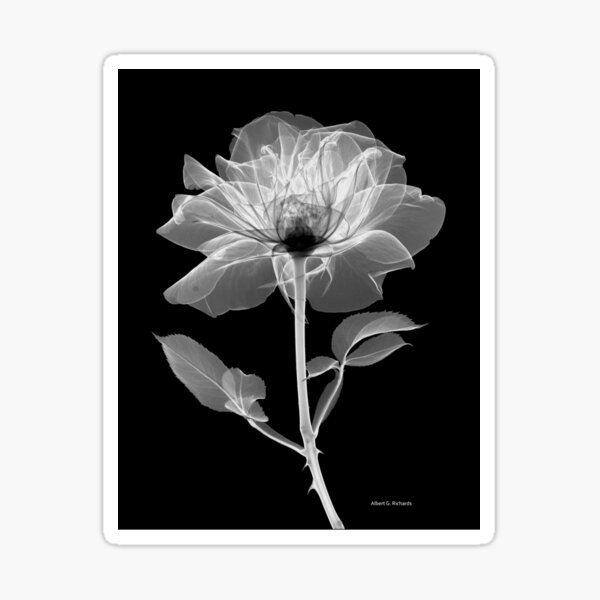 Floral Radiograph - Rose Sticker