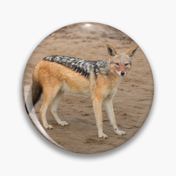 Item preview, Black-Backed Jackal (Canis Mesomelas) designed and sold by Yair Karelic.