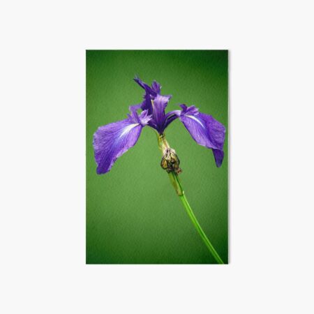 Purple Iris Art Board Print