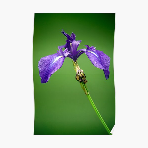 Purple Iris Poster