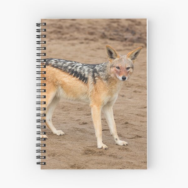 Item preview, Black-Backed Jackal (Canis Mesomelas) designed and sold by Yair Karelic.