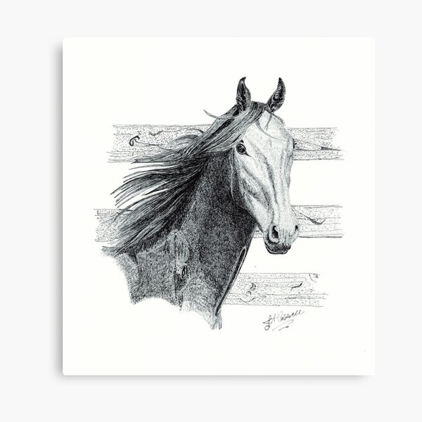 Leonardo -B&W Canvas Print