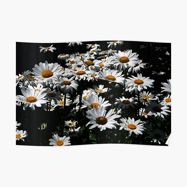 Daisy Days of Summer Poster