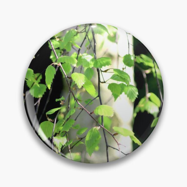 Item preview, Birch tree leaves against the bark in the sunshine designed and sold by chihuahuashower.