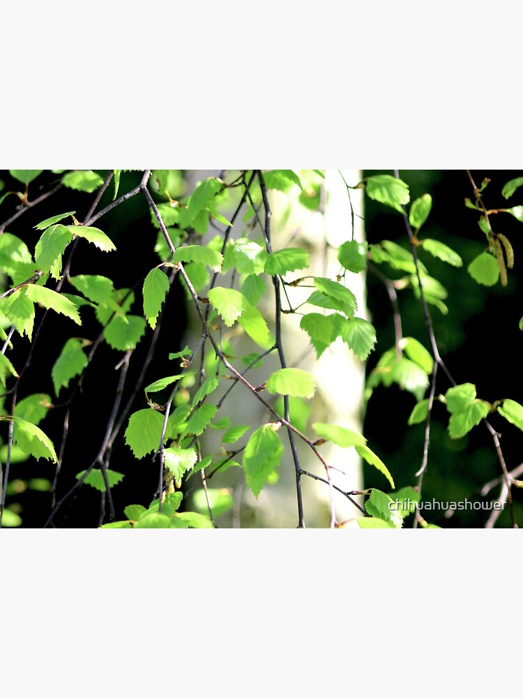 Birch tree leaves against the bark in the sunshine by chihuahuashower