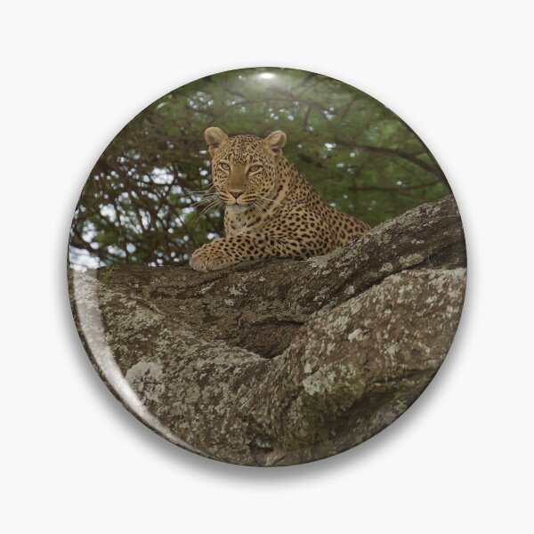 Item preview, African Leopard (Panthera pardus pardus) on a Tree designed and sold by Yair Karelic.