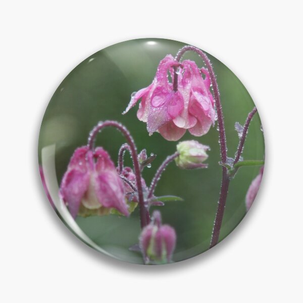 Artikelvorschau, Rosa Aquilegia nach dem Regen. entworfen und verkauft von Latch Farm  Studios.