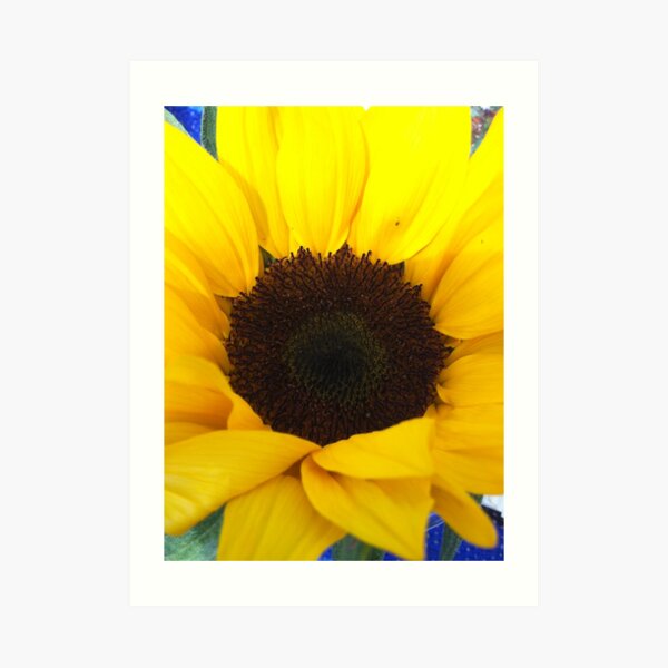 Sunflower Art Print