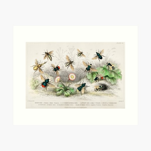 Item preview, Bee species vintage illustration designed and sold by biodivher.