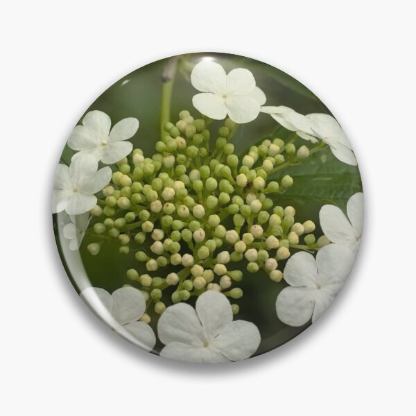 Item preview, flowering guelder rose designed and sold by xophotography.