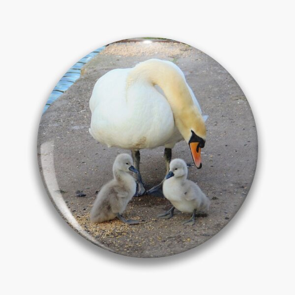 Artikelvorschau, Mutter Schwan & zwei Baby Cygnets entworfen und verkauft von GillyMc.