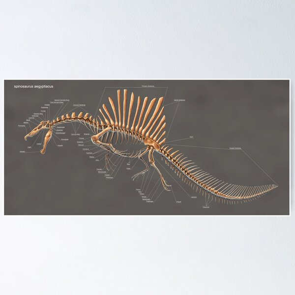Item preview, Spinosaurus Aegyptiacus Skeleton Study designed and sold by Thedragonofdoom.