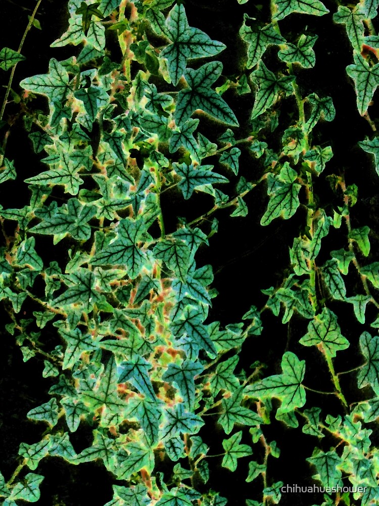 Ivy on black by chihuahuashower