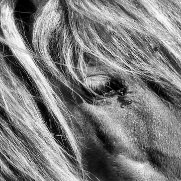 Artwork thumbnail, Freedom Rings by Carla Jensen