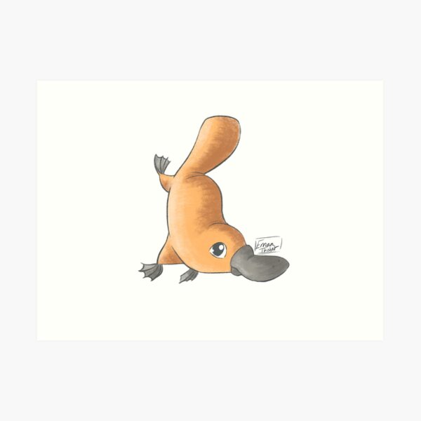 Baby Platypus Art Prints Redbubble