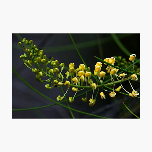 Item preview, Grevillea obliquistigma designed and sold by andrachne.