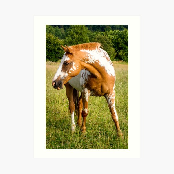 Stupell Vintage Horse Painting Framed Giclee Art Design By Liz Jardine