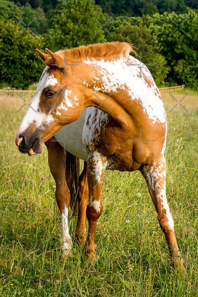 "Orange Appaloosa horse" by heidiannemorris Redbubble