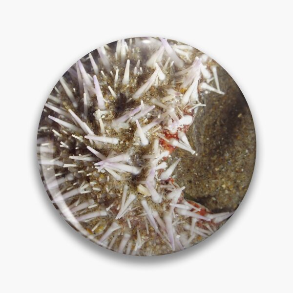 Item preview, Little Urchin designed and sold by MeyrellesMartin.