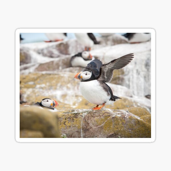 Atlantic Puffin Photography Sticker