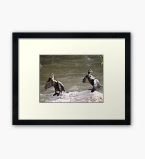 Nature's Synchronization II - Syncronización De La Naturaleza Framed Print