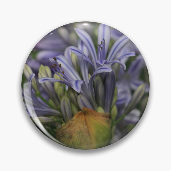 Item preview, Agapanthus designed and sold by lmocimages.