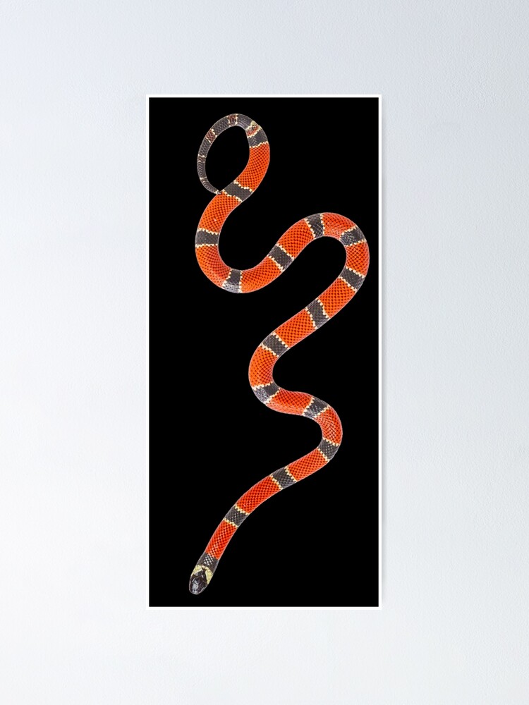 Poster Serpiente De Coral Rojo Brasileno Micrurus Corallinus De Hansthomassen Redbubble
