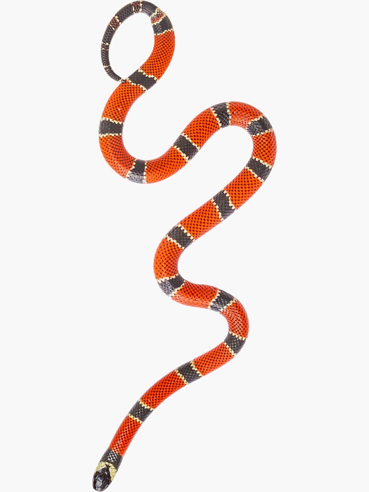 Coral Snake' Sticker