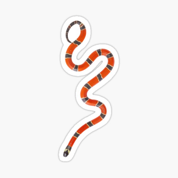 Brazilian Red Coral Snake - Micrurus corallinus Sticker