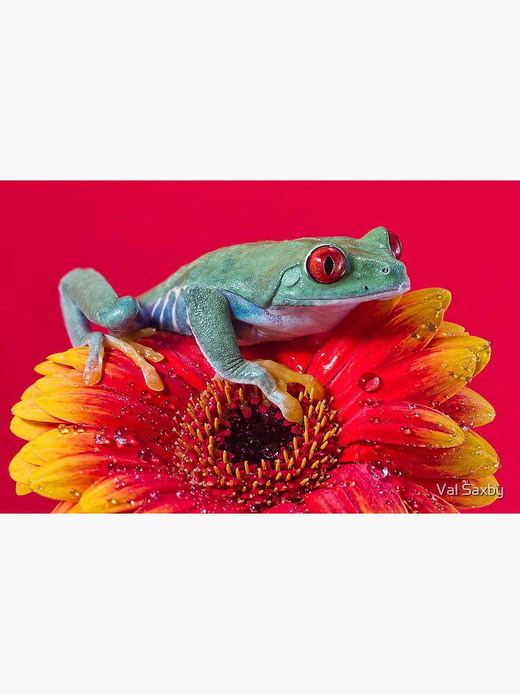 Disover Red Eyed Tree Frog Premium Matte Vertical Poster