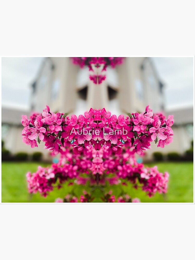 Symmetry of Pink Flowers by Aubb