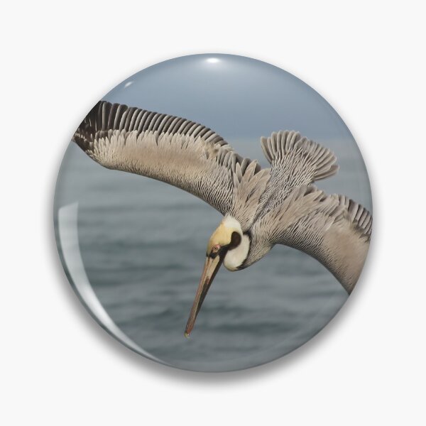 Item preview, Pelican Plunge designed and sold by Autumn Seas Photography.