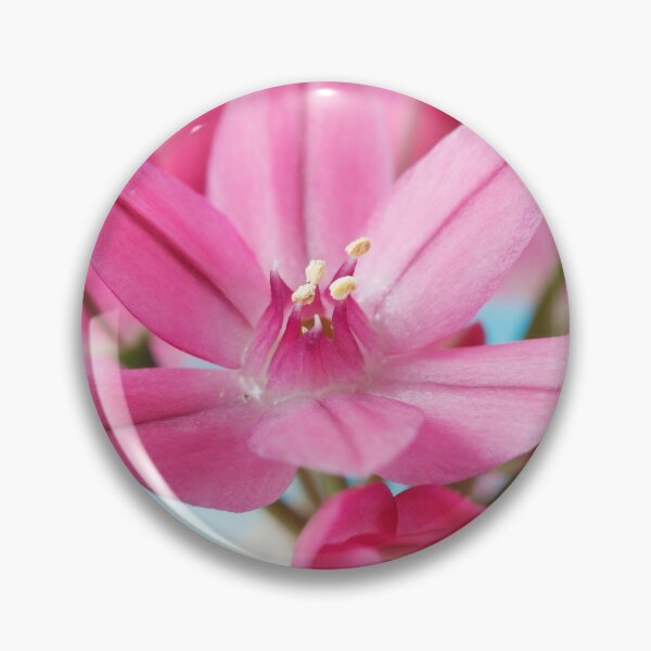 Item preview, Allium oreophilum  Mountain lover  Pink lily leek  allium ostrowskianum   designed and sold by Chris Burrows.