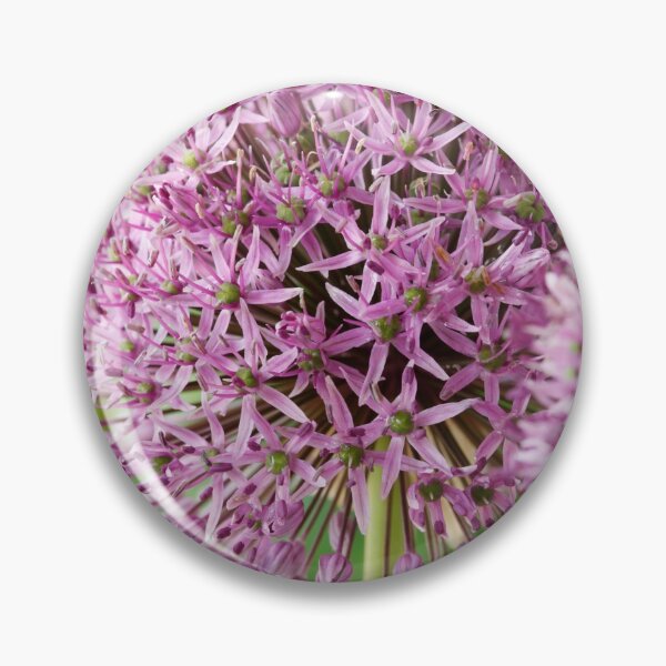Item preview, Allium stipitatum  'Mars'  designed and sold by Chris Burrows.