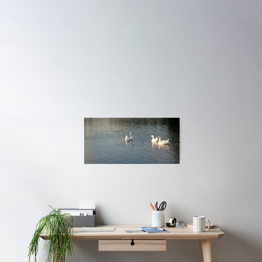 geese in Trojan pond, near Goble, Oregon 2 Poster