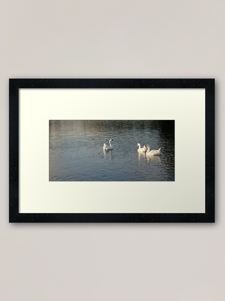 Alternate view of geese in Trojan pond, near Goble, Oregon 2 Framed Art Print