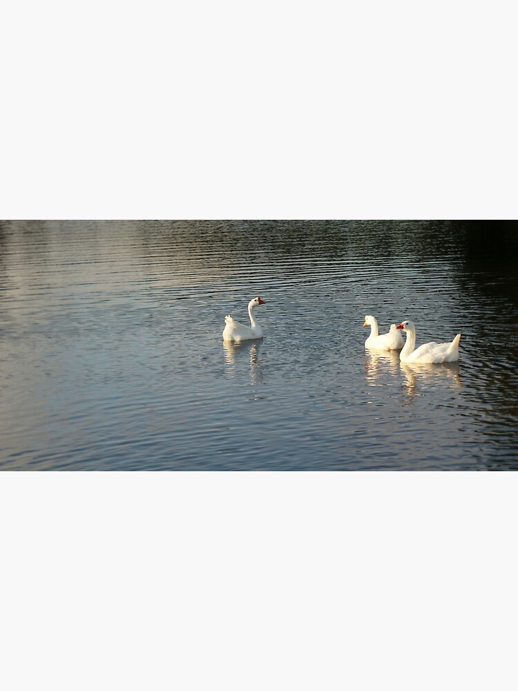 geese in Trojan pond, near Goble, Oregon 2 by DlmtleArt