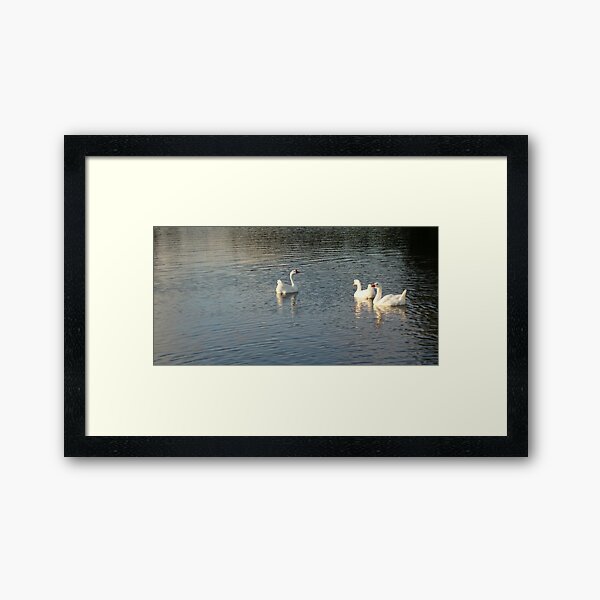 geese in Trojan pond, near Goble, Oregon 2 Framed Art Print