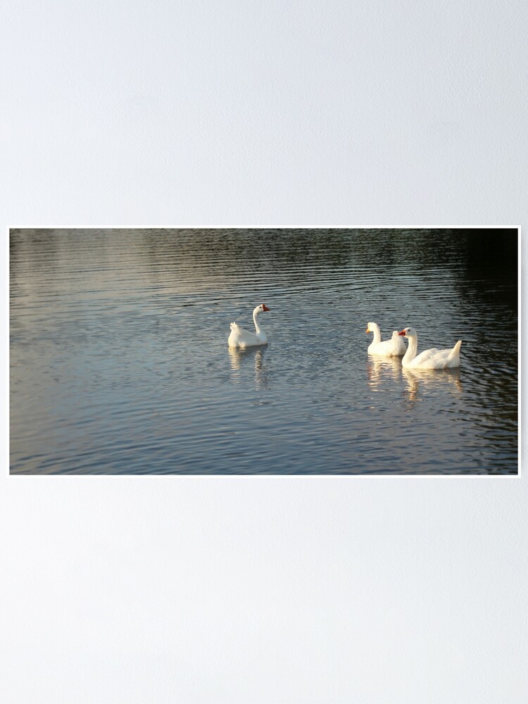 Alternate view of geese in Trojan pond, near Goble, Oregon 2 Poster