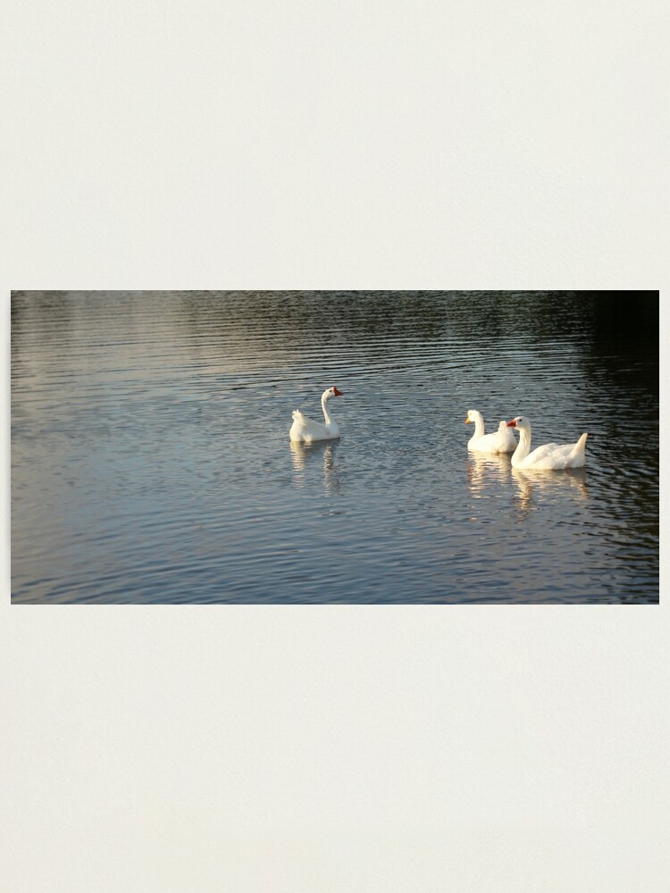 Alternate view of geese in Trojan pond, near Goble, Oregon 2 Photographic Print