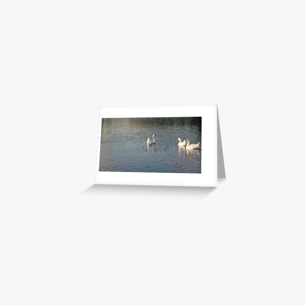 geese in Trojan pond, near Goble, Oregon 2 Greeting Card