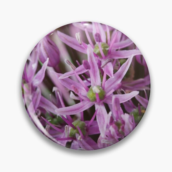 Item preview, Allium stipitatum  'Mars'  designed and sold by Chris Burrows.