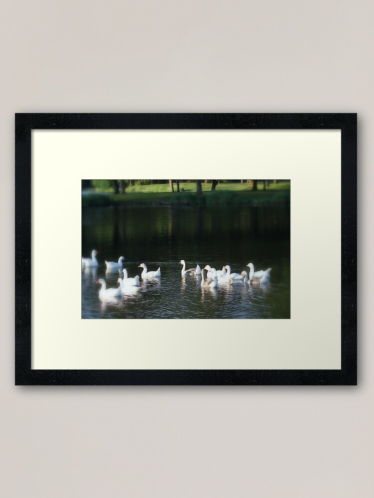 Alternate view of Geese in Trojan pond, near Goble, Oregon Framed Art Print