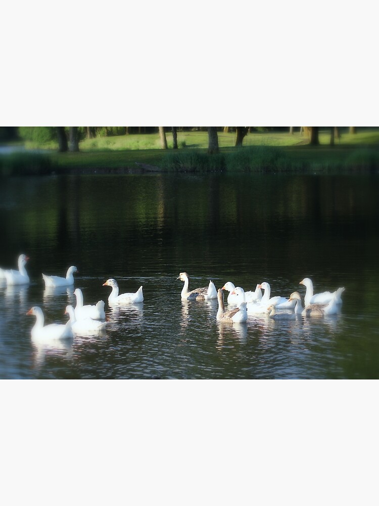 Geese in Trojan pond, near Goble, Oregon by DlmtleArt