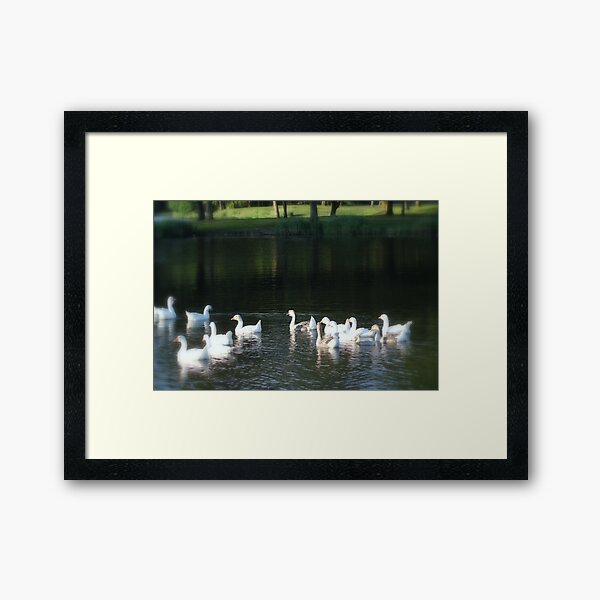 Geese in Trojan pond, near Goble, Oregon Framed Art Print