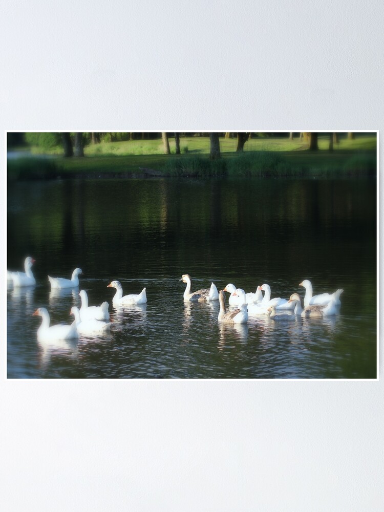 Alternate view of Geese in Trojan pond, near Goble, Oregon Poster