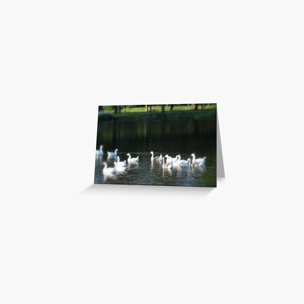 Geese in Trojan pond, near Goble, Oregon Greeting Card
