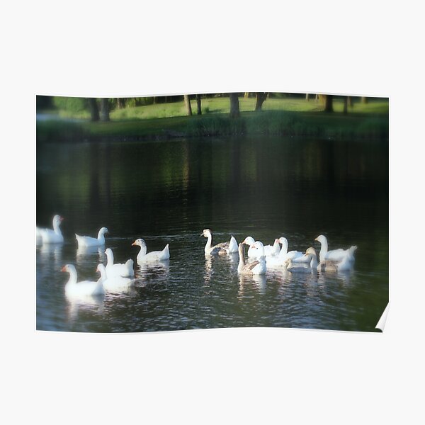 Geese in Trojan pond, near Goble, Oregon Poster