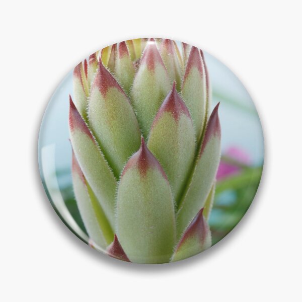 Item preview, Sempervivum  'Bernstein'  Houseleek  designed and sold by Chris Burrows.